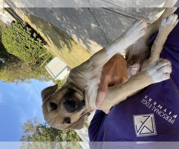 Medium Photo #1 Mutt Puppy For Sale in Mobile, AL, USA