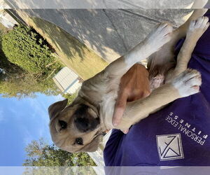 Mutt Dogs for adoption in Mobile, AL, USA