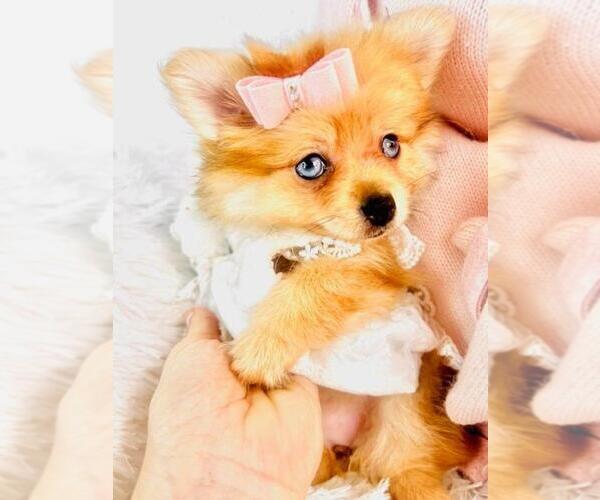 Medium Photo #20 Pomeranian Puppy For Sale in HOUSTON, TX, USA