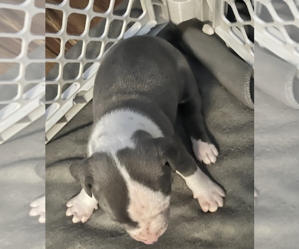 Medium Photo #13 American Pit Bull Terrier Puppy For Sale in ZANESVILLE, OH, USA