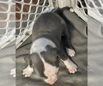 Small Photo #13 American Pit Bull Terrier Puppy For Sale in ZANESVILLE, OH, USA