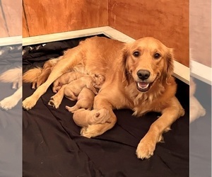 Mother of the Golden Retriever puppies born on 12/30/2021