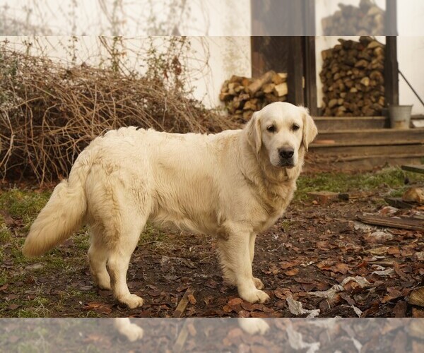Medium Photo #4 English Cream Golden Retriever Puppy For Sale in Kharkiv, Kharkiv, Ukraine