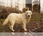 Small #3 English Cream Golden Retriever