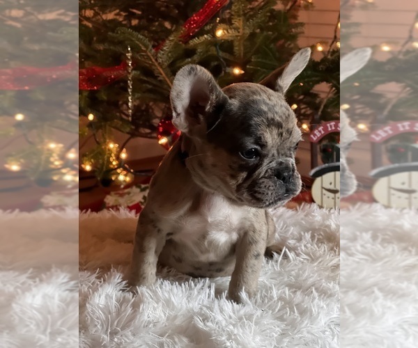 Medium Photo #17 French Bulldog Puppy For Sale in FAYETTEVILLE, GA, USA