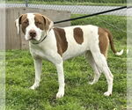 Small #4 American Pit Bull Terrier Mix