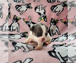 Small Photo #13 French Bulldog Puppy For Sale in SALEM, OR, USA