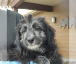 Small #1 Aussiedoodle