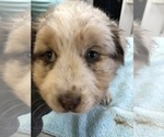 Small Photo #4 Australian Shepherd Puppy For Sale in MERIDIANVILLE, AL, USA