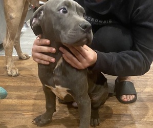 American Pit Bull Terrier-Cane Corso Mix Puppy for sale in CORAM, NY, USA