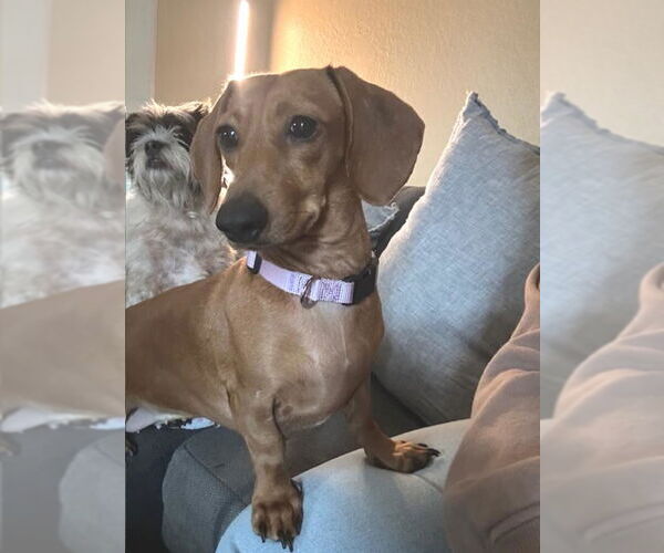 Medium Photo #1 Dachshund Puppy For Sale in Los Angeles, CA, USA