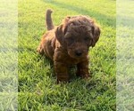Puppy Cooper Double Doodle