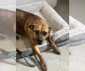 Avia - Female American Staffordshire Terrier-Boxer Mix Dog for Adoption - Photo #8