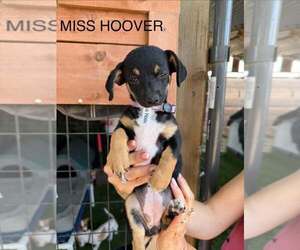 Dachshund-Unknown Mix Dogs for adoption in Turlock, CA, USA