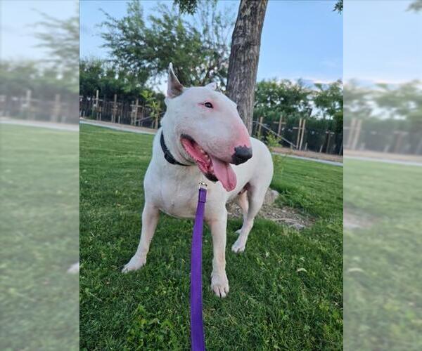 Medium Photo #2 Bull Terrier-Unknown Mix Puppy For Sale in Las Vegas, NV, USA