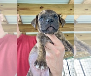 Medium American Pit Bull Terrier