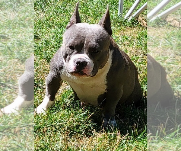 Medium Photo #6 American Bully Puppy For Sale in OLYMPIA, WA, USA