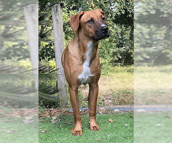 Medium Photo #4 Labrador Retriever-Unknown Mix Puppy For Sale in Mt. Laurel, NJ, USA