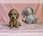 Small Photo #1 Goldendoodle (Miniature) Puppy For Sale in MOUNT PLEASANT, MI, USA