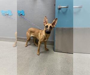 German Shepherd Dog-Unknown Mix Dogs for adoption in Las Vegas, NV, USA