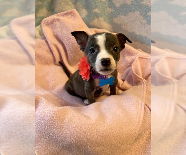 Medium Photo #7 Mutt Puppy For Sale in Plainfield, IL, USA