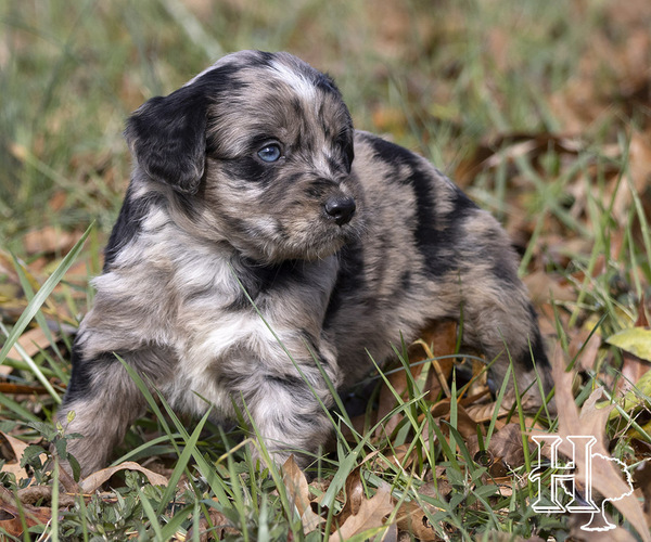 Medium Photo #1 Miniature Australian Shepherd-Poodle (Standard) Mix Puppy For Sale in ELLENBORO, NC, USA