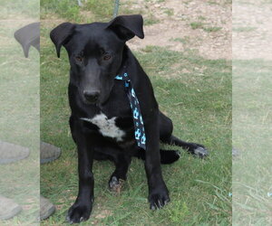 Labrador Retriever Dogs for adoption in Bandera, TX, USA