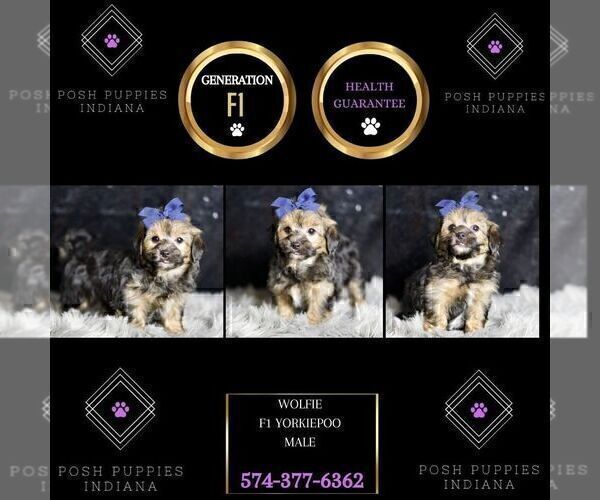 Medium Photo #8 YorkiePoo Puppy For Sale in WARSAW, IN, USA