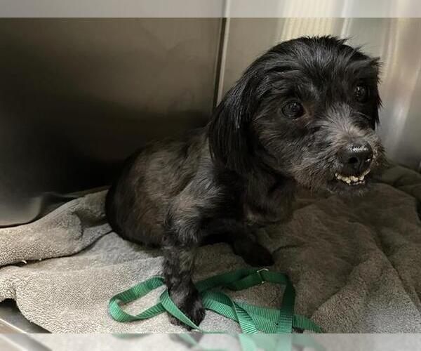 Medium Photo #1 Mutt Puppy For Sale in Pasadena, CA, USA