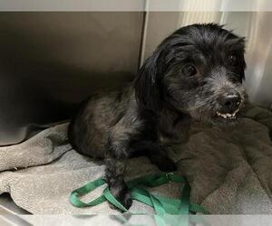 Mutt Dogs for adoption in Pasadena, CA, USA