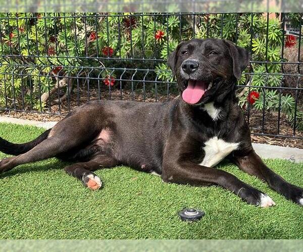 Medium Photo #1 Labrador Retriever-Unknown Mix Puppy For Sale in Orange, CA, USA