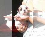 Small Photo #1 French Bulldog Puppy For Sale in KLEIN, TX, USA