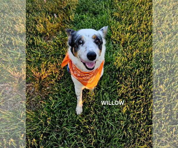 Medium Photo #4 Mutt Puppy For Sale in Garden City, NY, USA