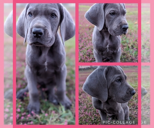 Medium Photo #5 Great Dane Puppy For Sale in GREENVILLE, NC, USA