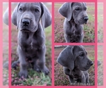 Small Photo #5 Great Dane Puppy For Sale in GREENVILLE, NC, USA
