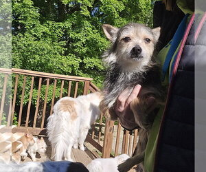 Chihuahua-Unknown Mix Dogs for adoption in Columbus, IN, USA