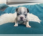 Small #16 English Bulldog