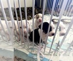 Small Photo #27 American Bully Puppy For Sale in FRIDLEY, MN, USA