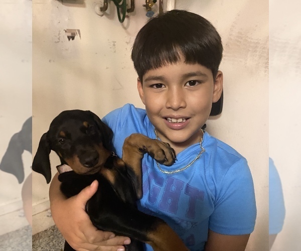 Medium Photo #6 Doberman Pinscher Puppy For Sale in FORT LAUDERDALE, FL, USA