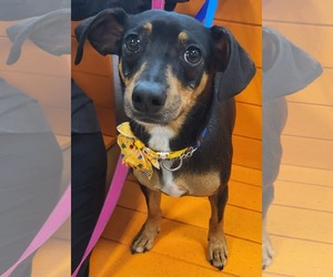 Dachshund-Unknown Mix Dogs for adoption in Germantown, OH, USA