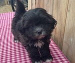 Small Photo #9 Zuchon Puppy For Sale in DRY RIDGE, KY, USA