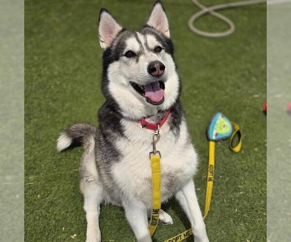 Medium Photo #3 Siberian Husky-Unknown Mix Puppy For Sale in Las Vegas, NV, USA