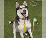 Small #2 Siberian Husky Mix