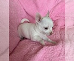 Small #7 Chihuahua