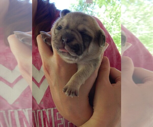 Medium Photo #17 French Bullhuahua Puppy For Sale in SPRAGGS, PA, USA