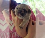 Small Photo #17 French Bullhuahua Puppy For Sale in SPRAGGS, PA, USA