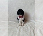 Small #8 Goldendoodle