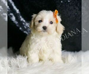 Maltipoo Puppy for sale in WARSAW, IN, USA
