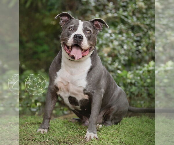 Medium Photo #5 American Pit Bull Terrier Puppy For Sale in Marina Del Rey, CA, USA