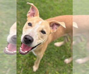 American Pit Bull Terrier-Unknown Mix Dogs for adoption in Texas City, TX, USA